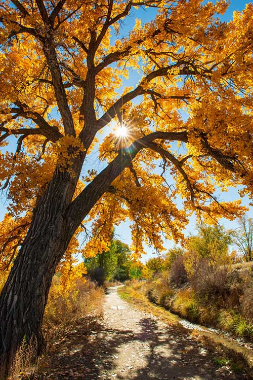 Fall tree